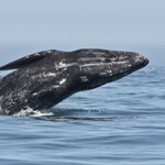 Whale Watching Begins with Birch Aquarium