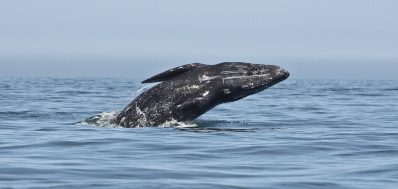 Whale Watching Begins with Birch Aquarium