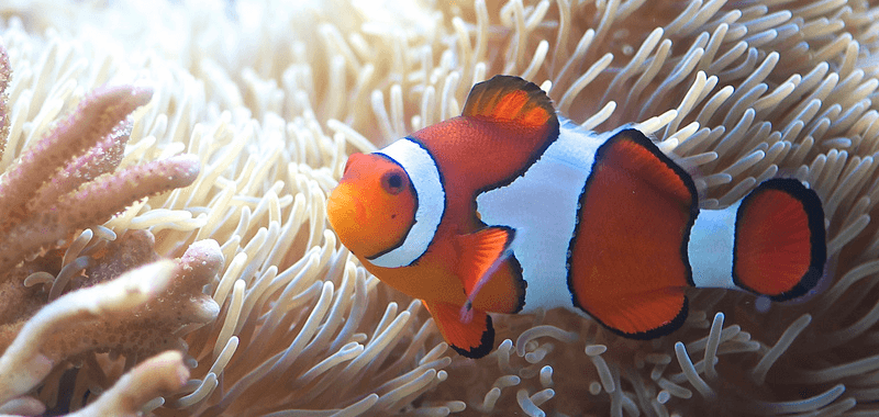 SEA Days: Experience Science, Exploration & Adventure!
