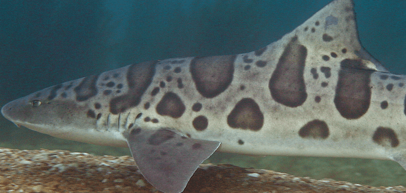 Snorkel with the Leopard Sharks