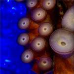 Perspectives Lecture: The Hungry Octopus and the Endangered Abalone