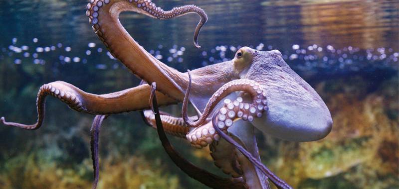 Perspectives Lecture: The Hungry Octopus and the Endangered Abalone