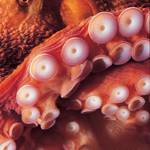 SEA Days at Birch Aquarium: Mollusk Madness