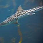SEA Days: Shark and Ray Day