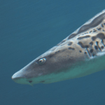 Snorkel with the Leopard Sharks
