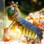SEA Days at Birch Aquarium: Small Animal, Big Appetite