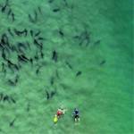 Leopard Shark Snorkeling with Birch Aquarium!