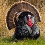 Annual Turkey Calling Show