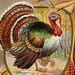 Annual Turkey Calling Show