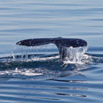 SEA Days: Whale Tales